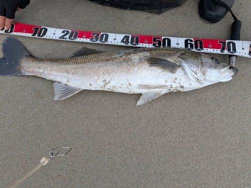 スズキの釣果