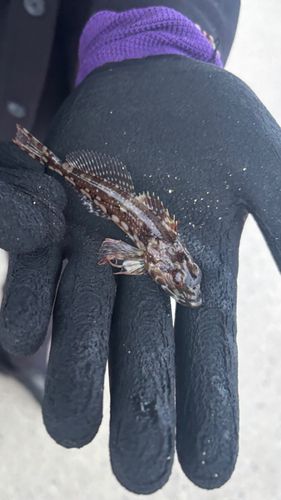ハゼの釣果