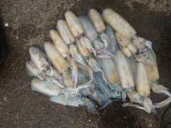 アオリイカの釣果