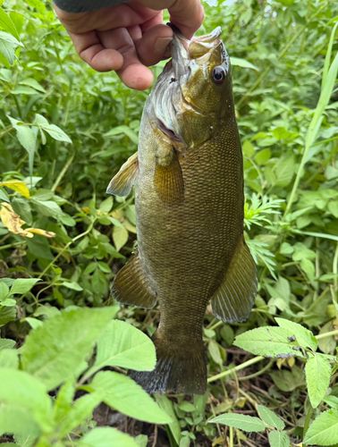 スモールマウスバスの釣果