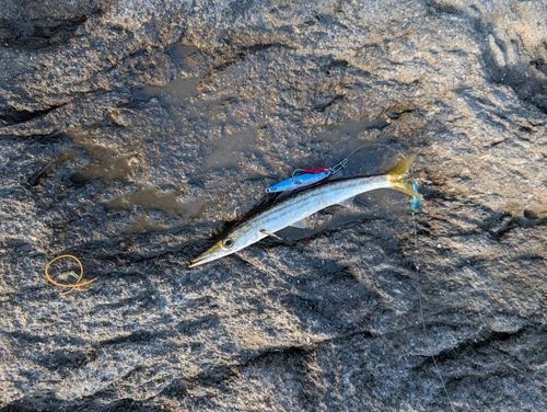 カマスの釣果