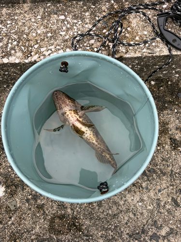 タケノコメバルの釣果
