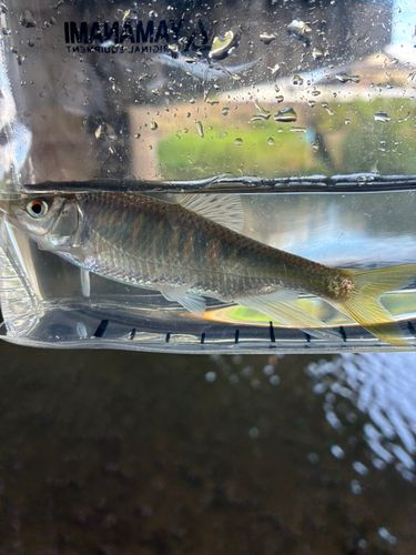 オイカワの釣果