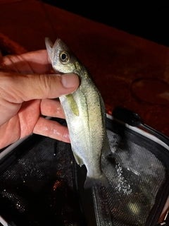 セイゴ（マルスズキ）の釣果