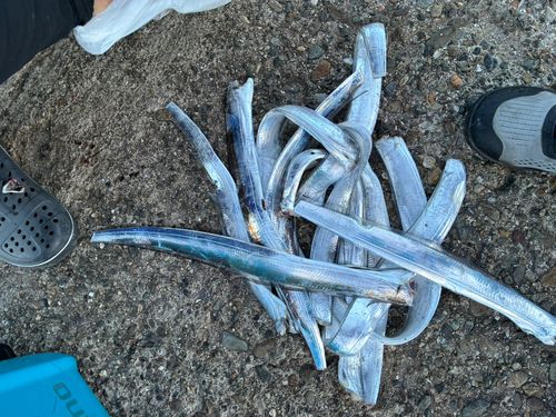 タチウオの釣果