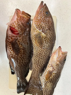 オオモンハタの釣果