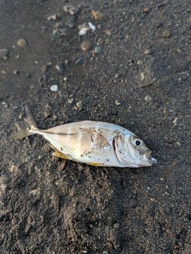 メッキの釣果