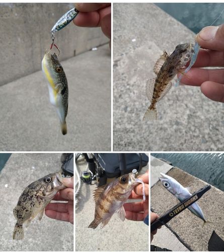 アナハゼの釣果