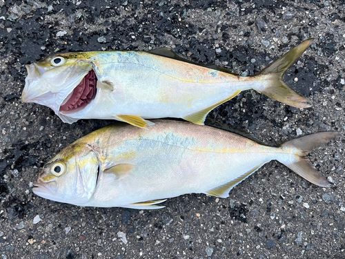 ショゴの釣果