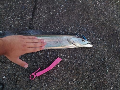 タチウオの釣果