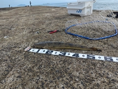マゴチの釣果
