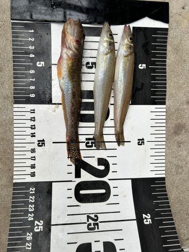 キスの釣果