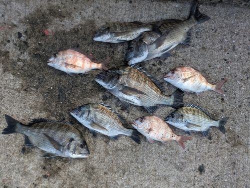 チヌの釣果