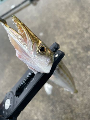 カマスの釣果