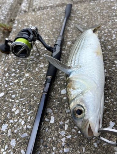 ボラの釣果