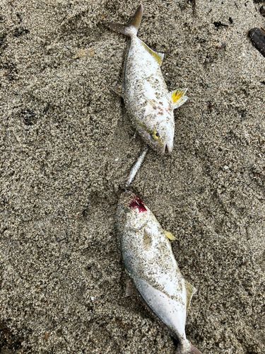 ショゴの釣果