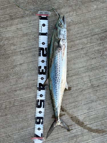 サゴシの釣果
