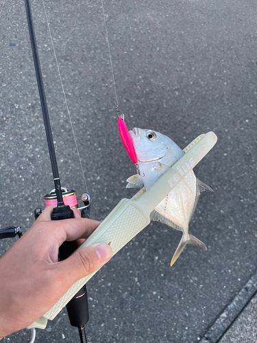 メッキの釣果