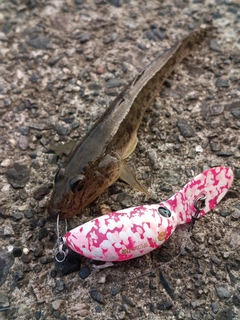 マハゼの釣果