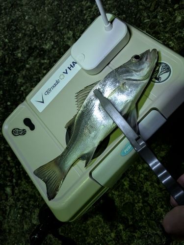 セイゴ（ヒラスズキ）の釣果