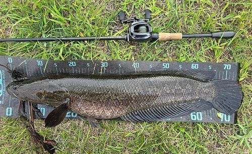 ライギョの釣果