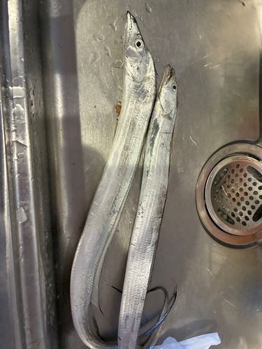 タチウオの釣果