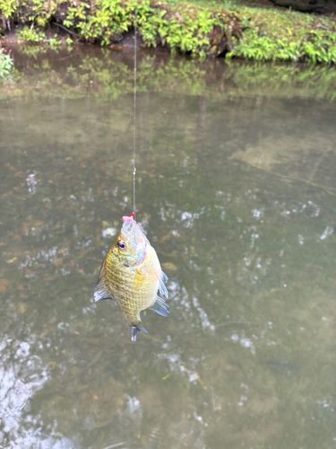 ブルーギルの釣果
