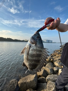 クロダイの釣果