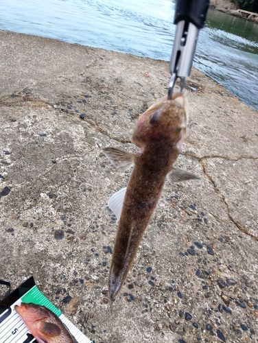 エソの釣果
