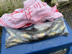 マハゼの釣果
