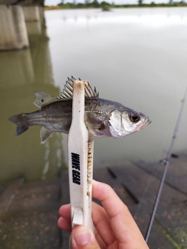 セイゴ（ヒラスズキ）の釣果