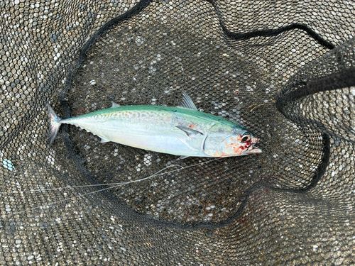 ソウダガツオの釣果