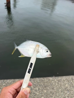 メッキの釣果