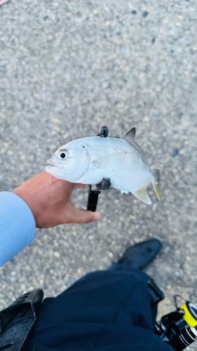メッキの釣果