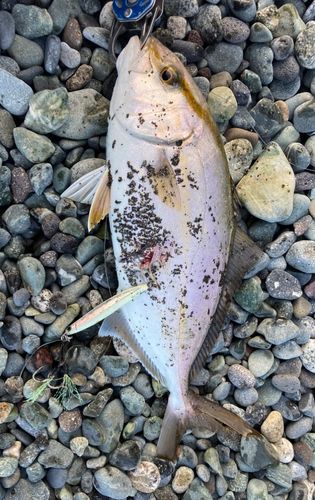ショゴの釣果