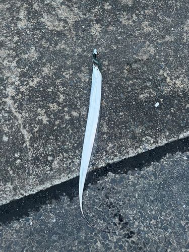 タチウオの釣果