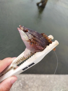 ベラの釣果