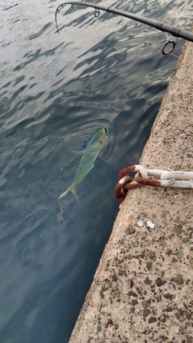 シイラの釣果