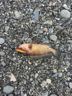 ショゴの釣果