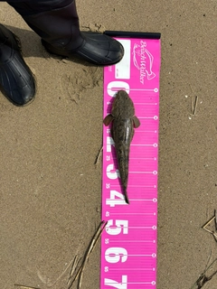 マゴチの釣果