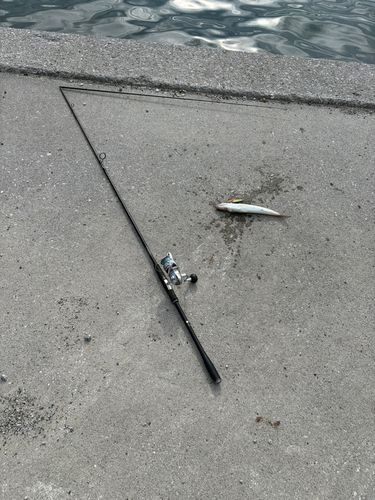 エソの釣果