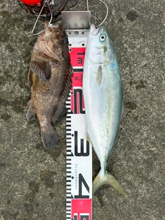 イナダの釣果