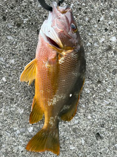 シブダイの釣果