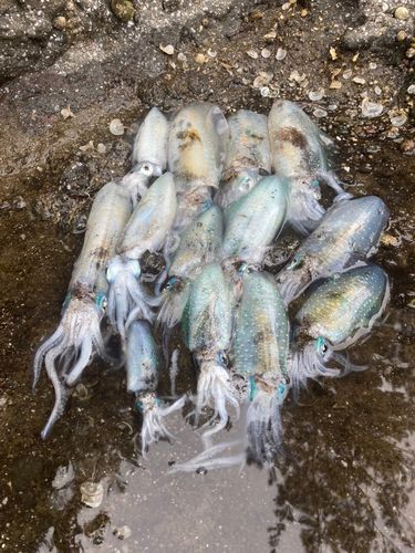 アオリイカの釣果