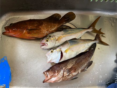 キジハタの釣果