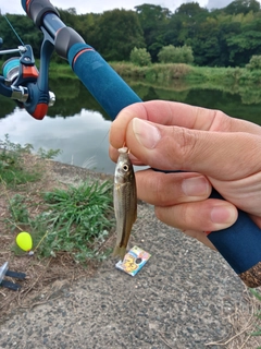モツゴの釣果