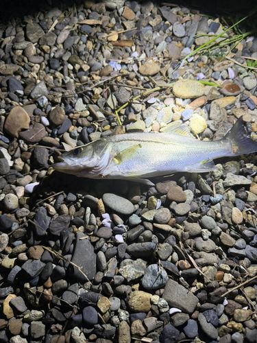 セイゴ（ヒラスズキ）の釣果