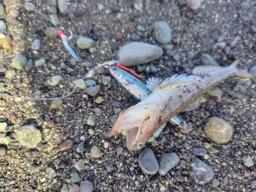 エソの釣果