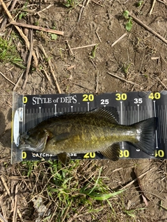 スモールマウスバスの釣果