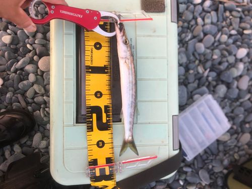 カマスの釣果